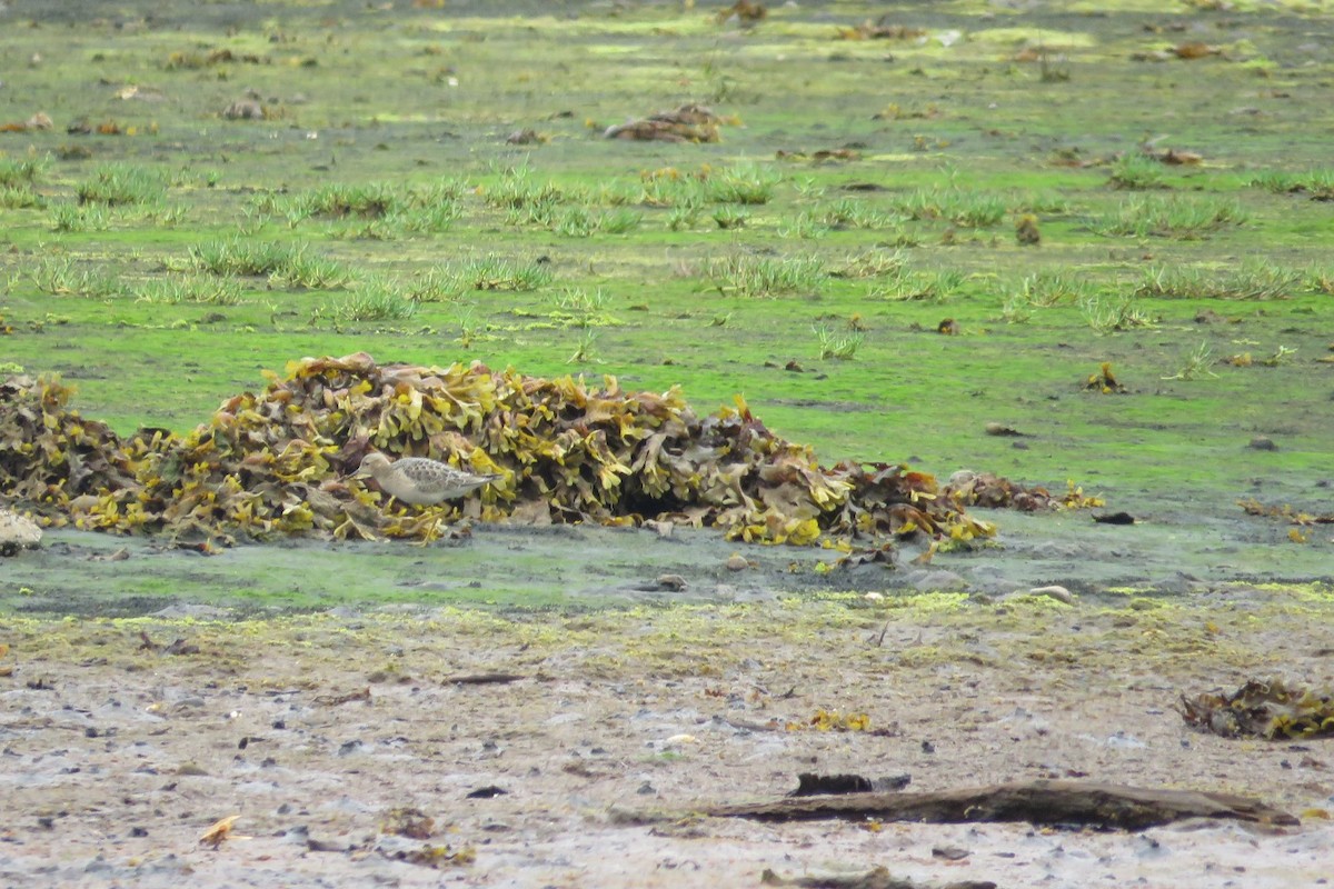 Buff-breasted Sandpiper - Lubna Khan