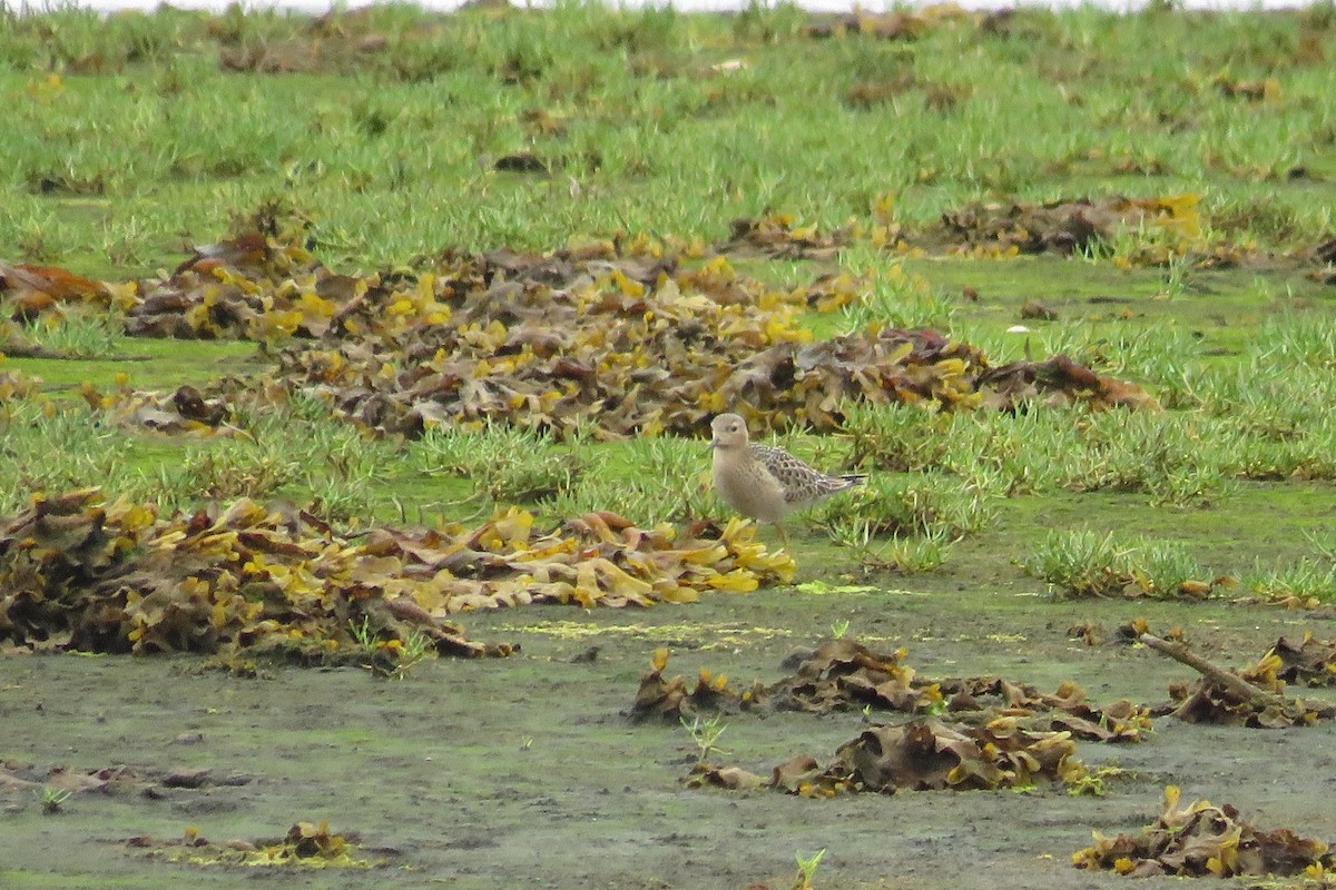 Buff-breasted Sandpiper - Lubna Khan