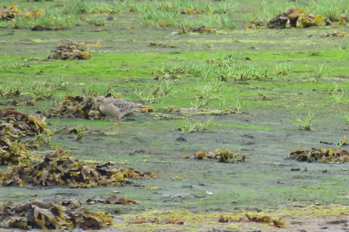 Buff-breasted Sandpiper - Lubna Khan