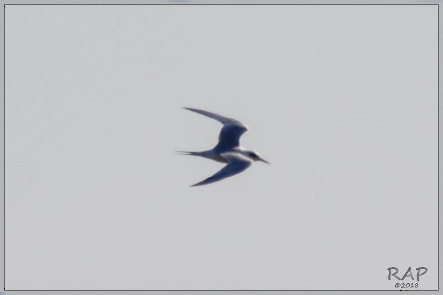 Snowy-crowned Tern - ML113479021