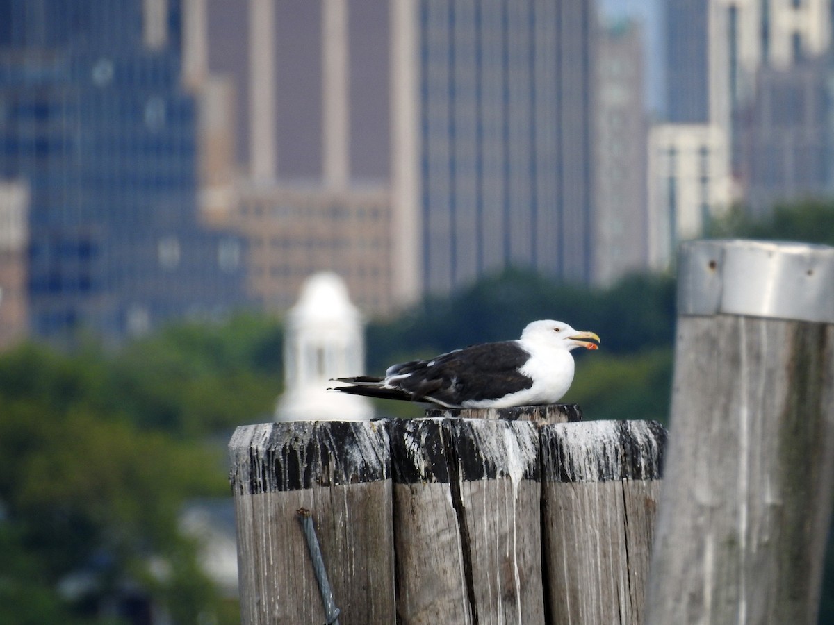 Great Black-backed Gull - Luis Gonzalez