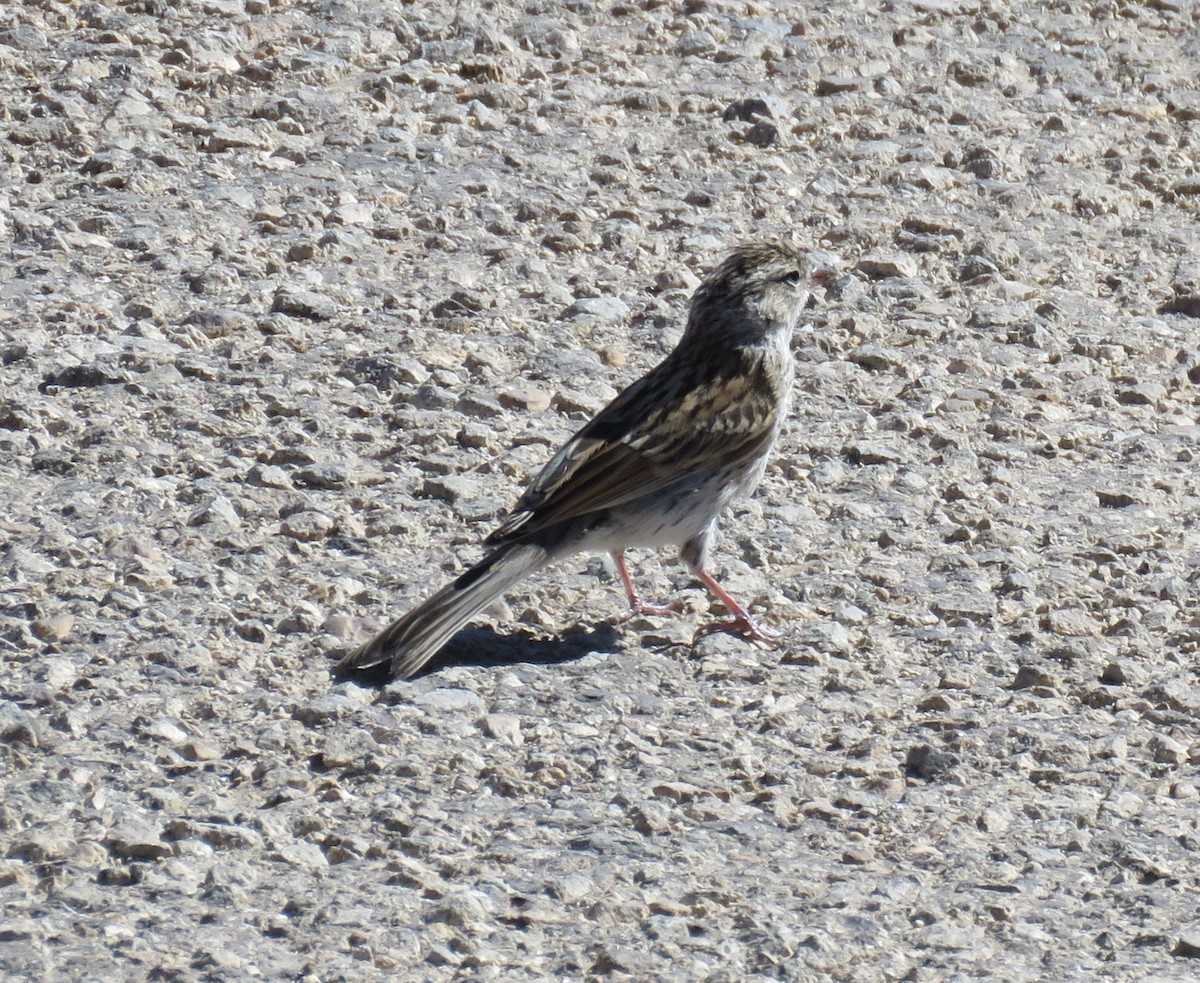 strnádka vrabcovitá - ML113482491