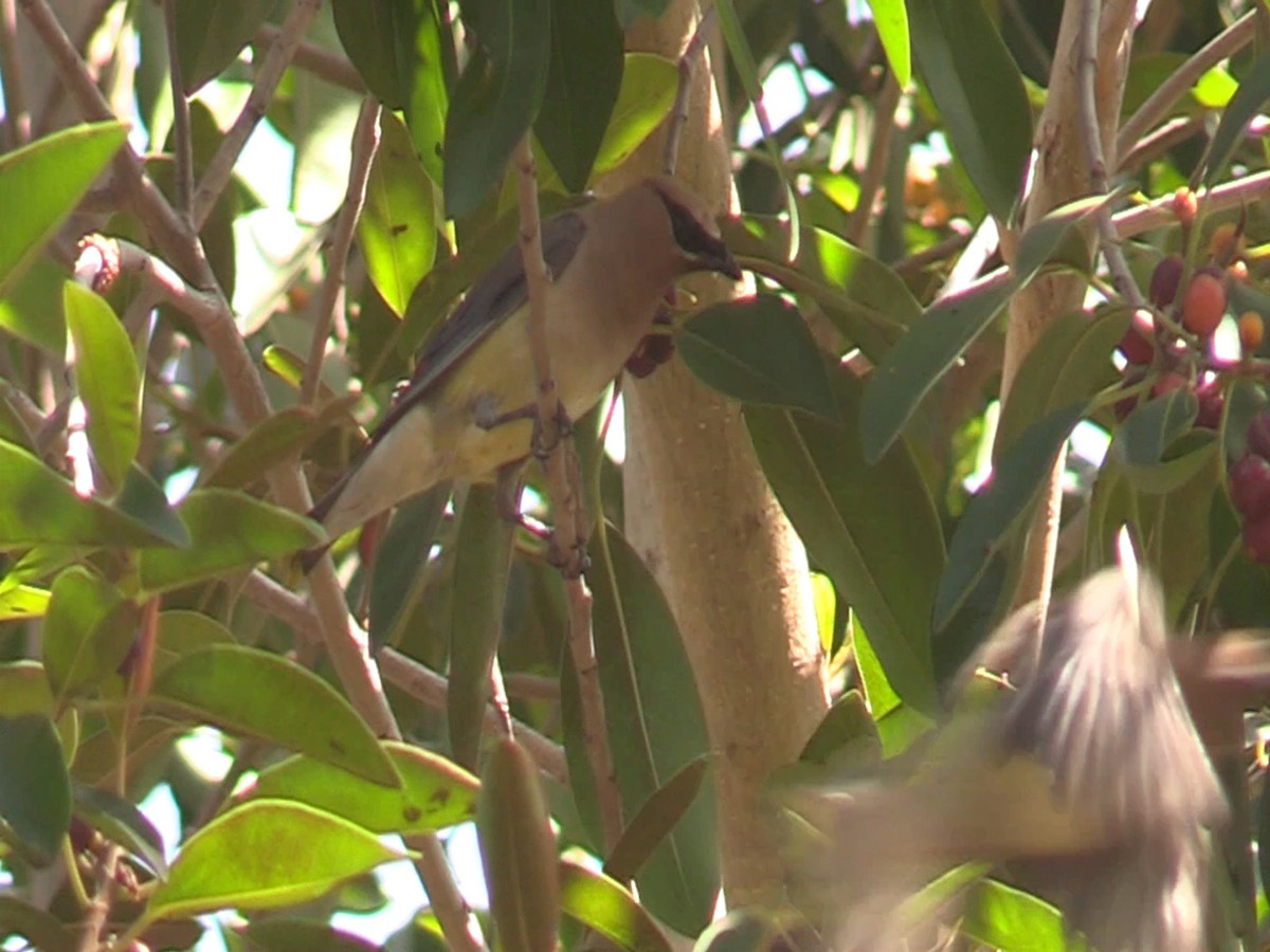 Cedar Waxwing - ML113484621