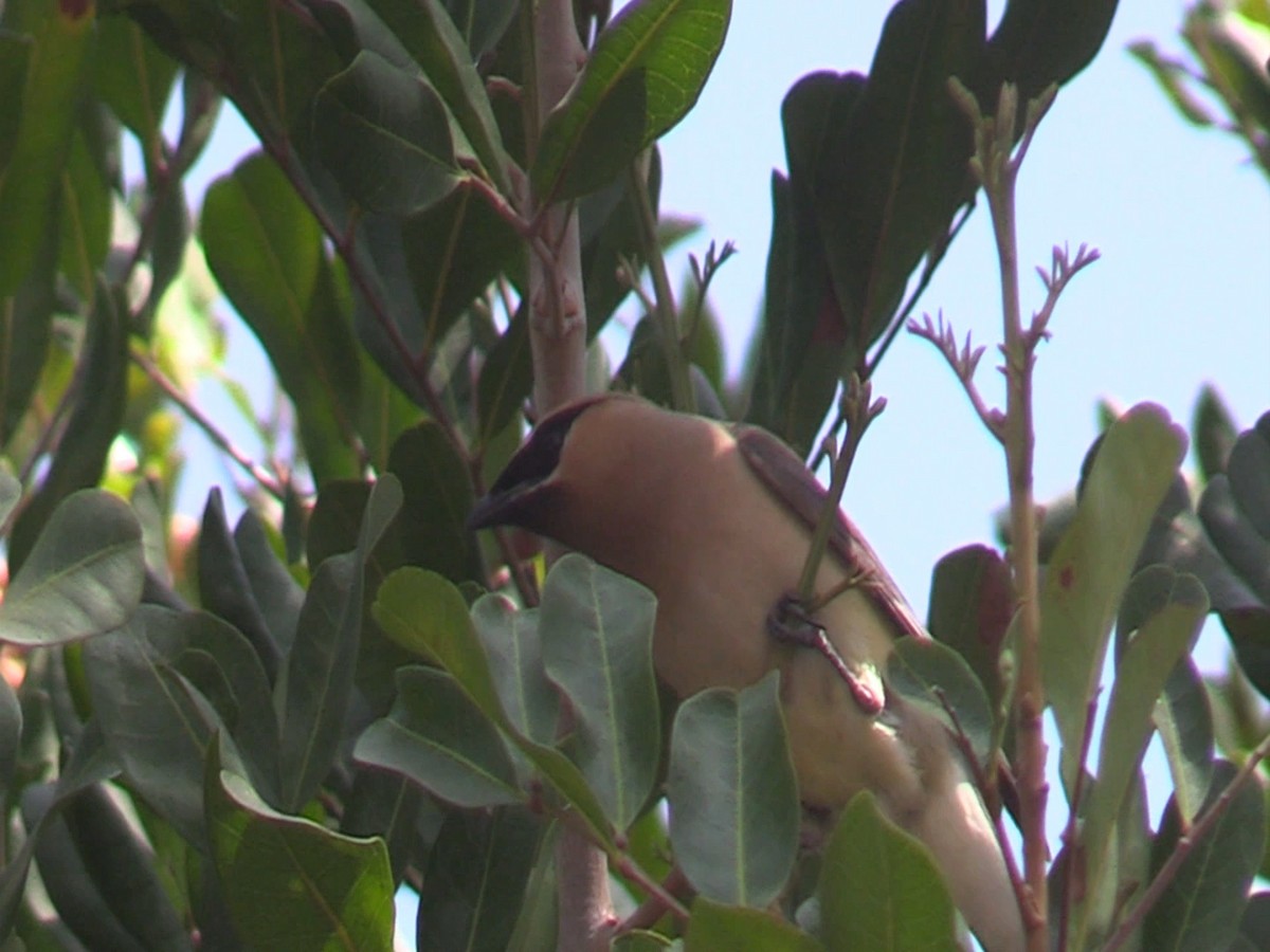 Cedar Waxwing - ML113484691