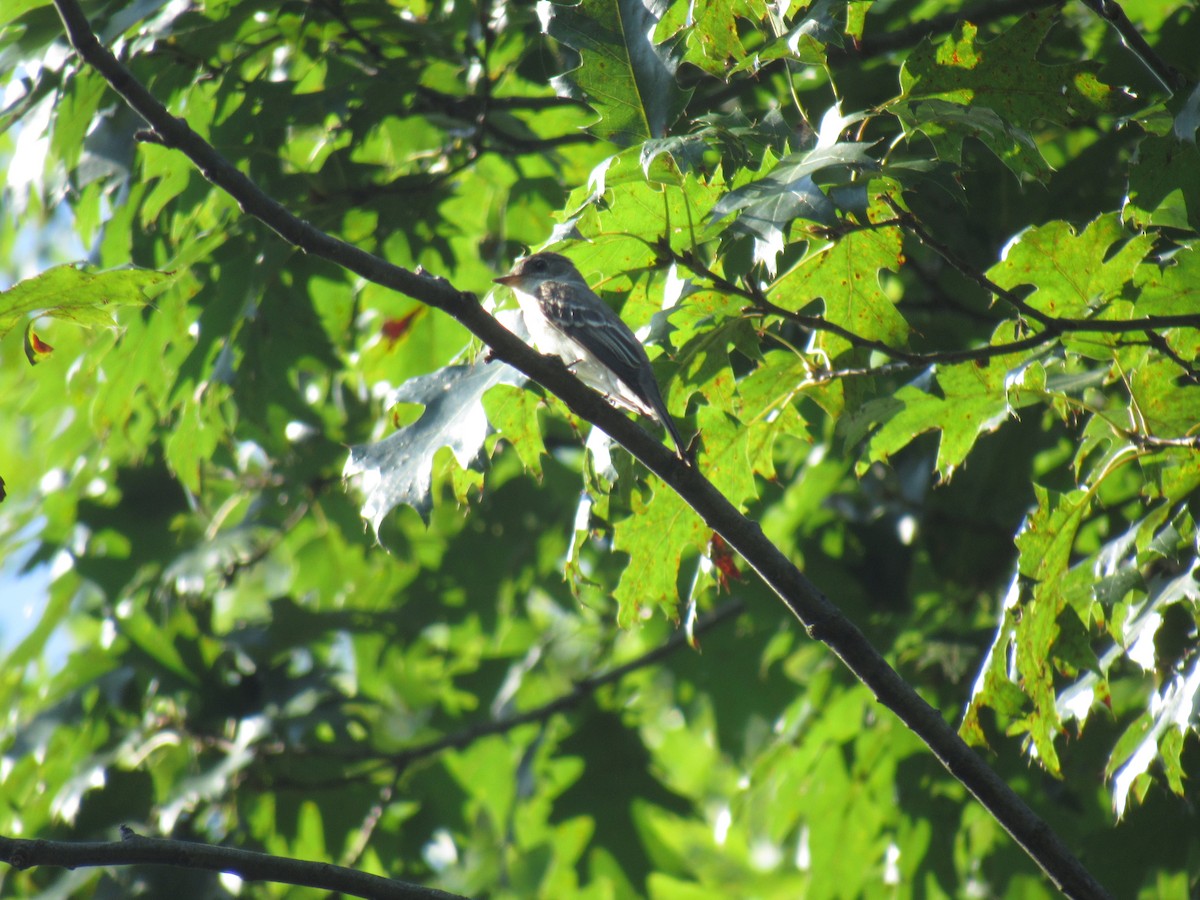 Eastern Wood-Pewee - John Coyle