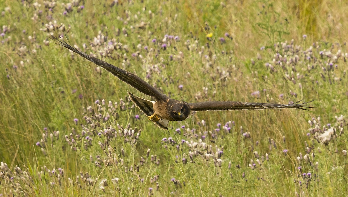 Northern Harrier - ML113487521