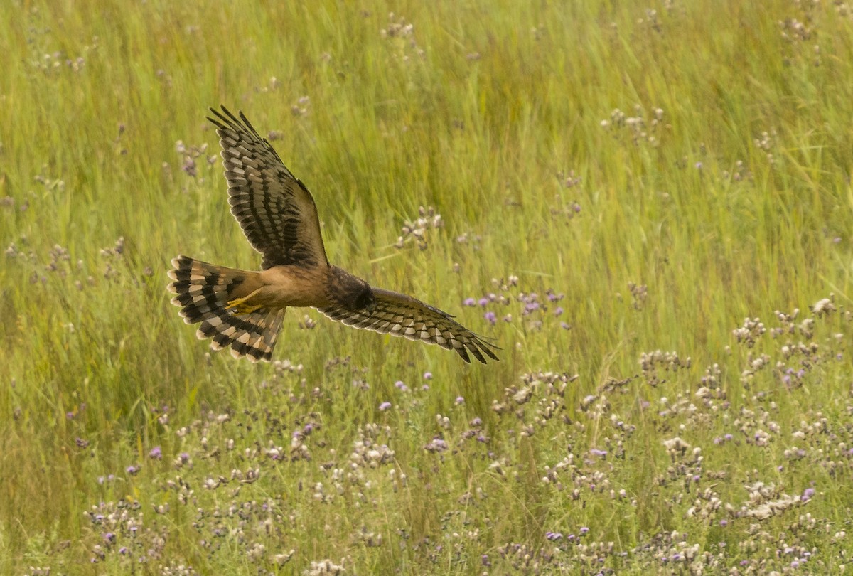 Northern Harrier - Ian Routley