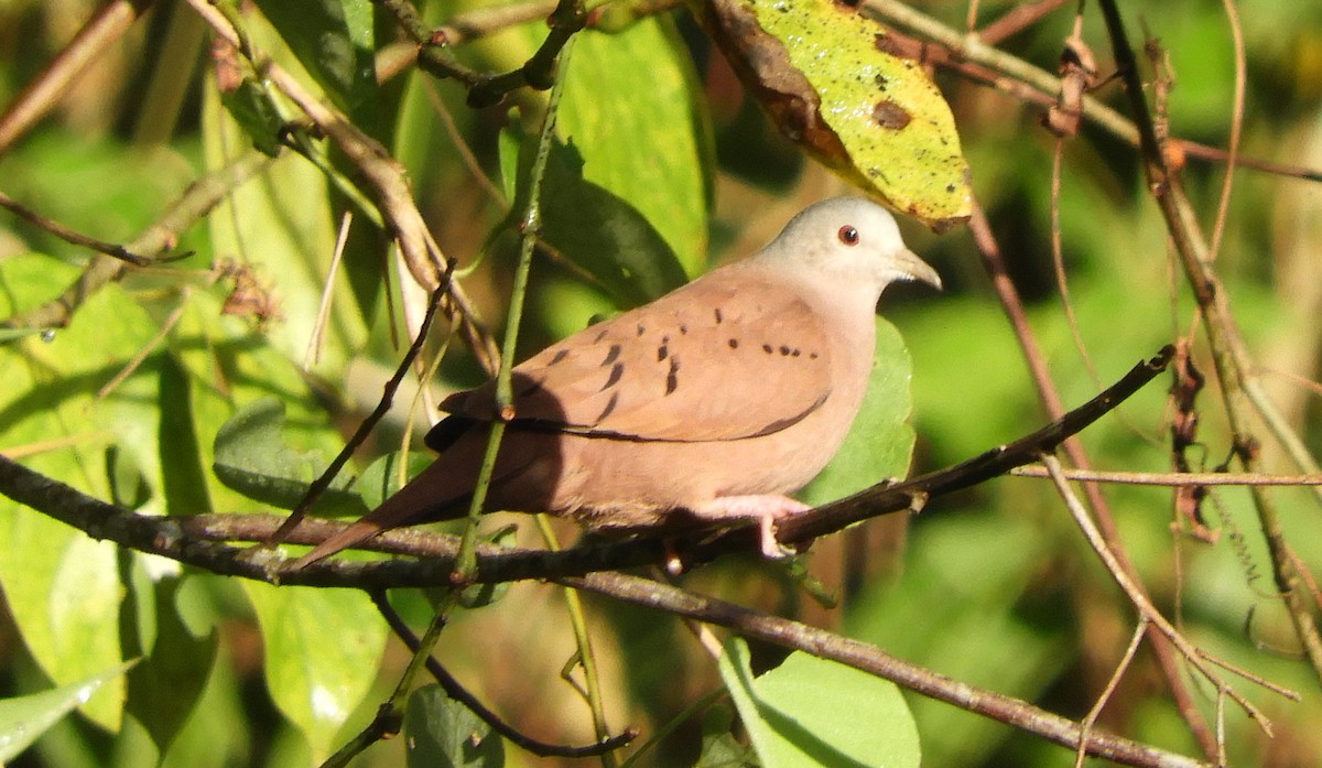 Ruddy Ground Dove - ML113487691