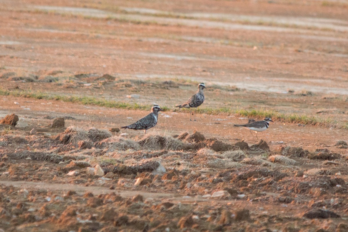 American Golden-Plover - ML113490241