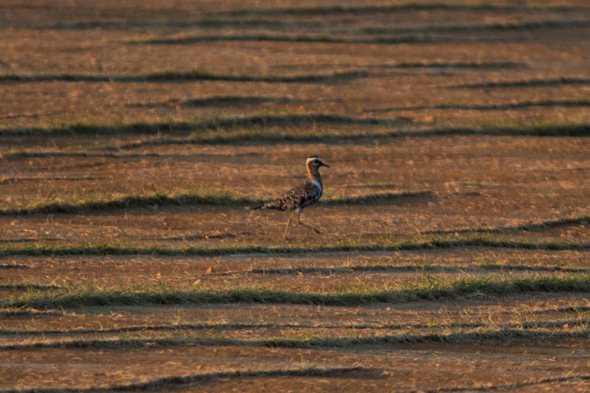 American Golden-Plover - ML113490261