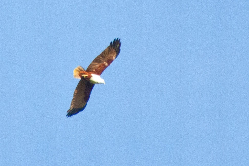 Brahminy Kite - ML113490411