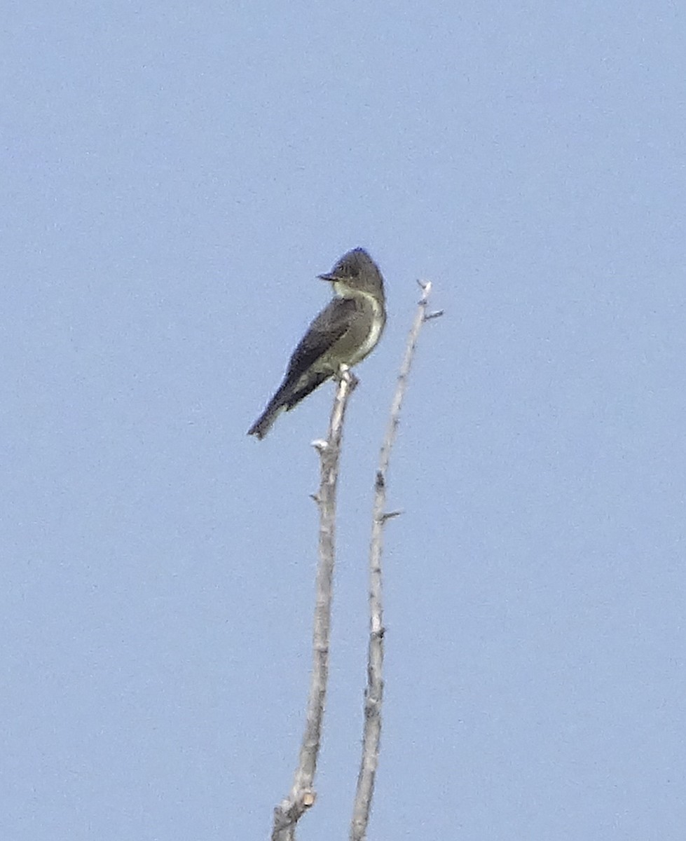 Olive-sided Flycatcher - ML113490431