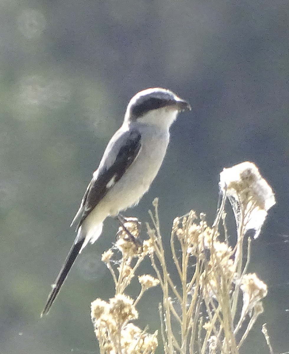 Loggerhead Shrike - Nancy Overholtz