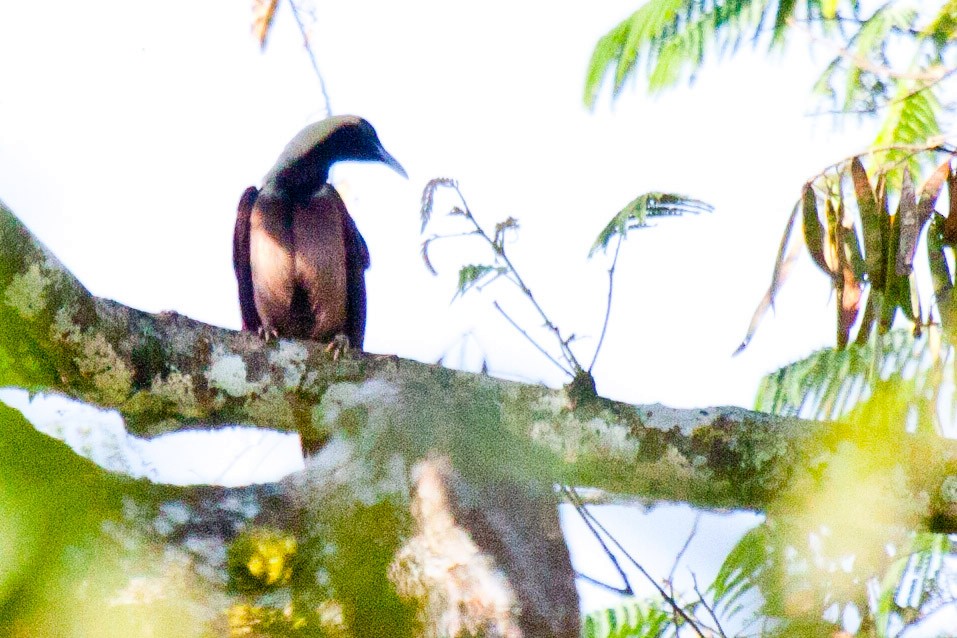 Emperor Bird-of-Paradise - ML113492471