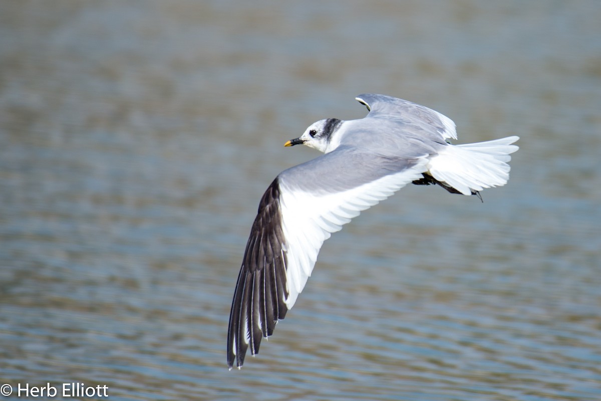 Sabine's Gull - ML113492861