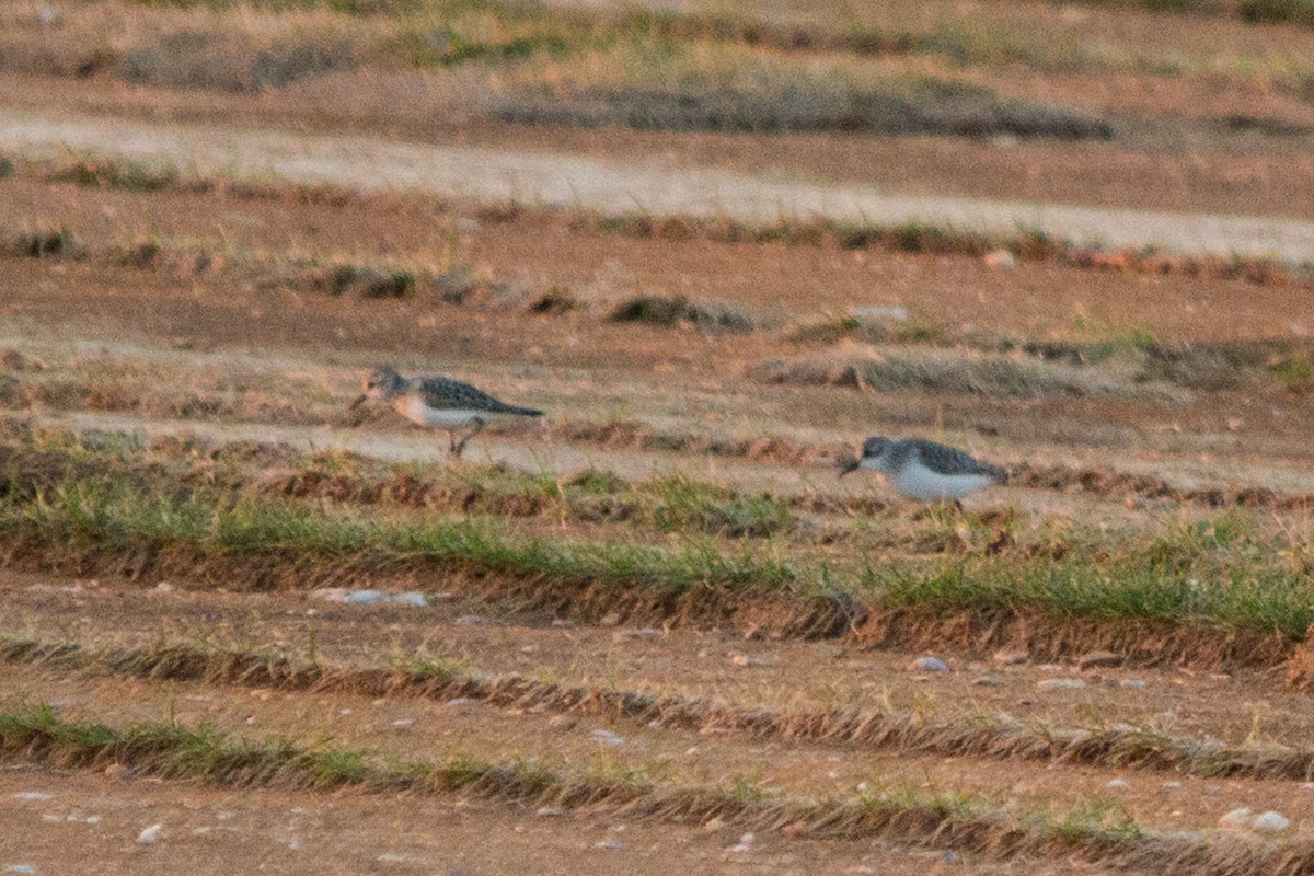 Semipalmated Sandpiper - ML113493951