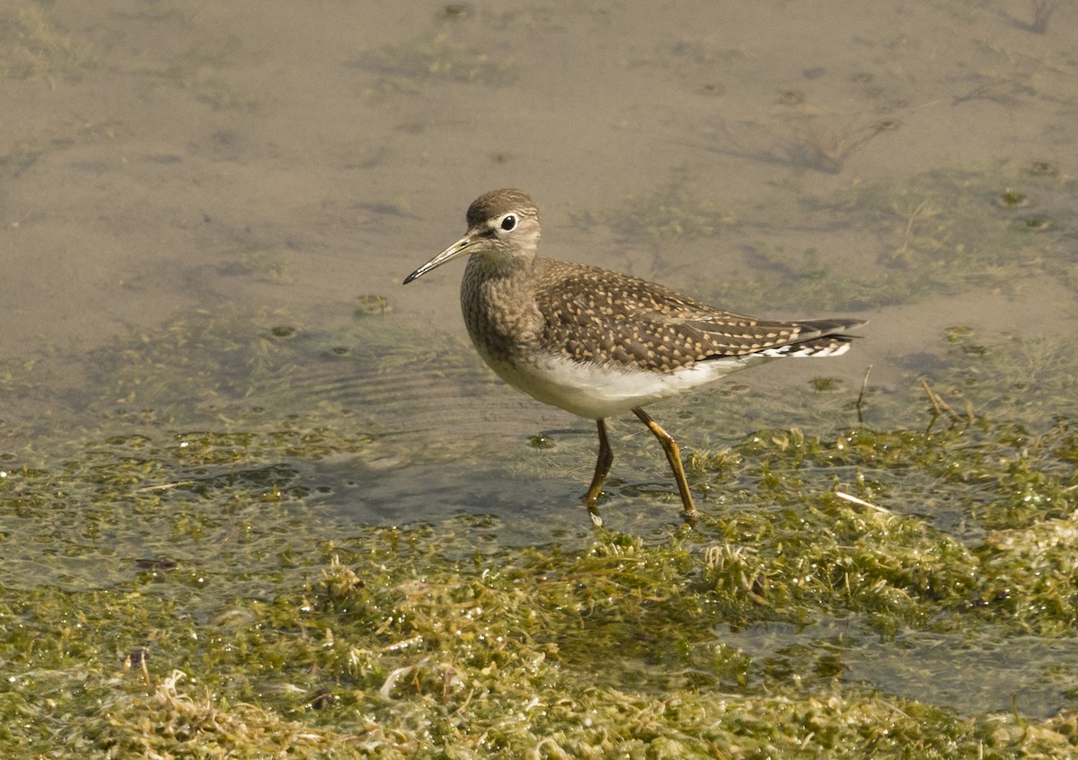 Solitary Sandpiper - ML113494841