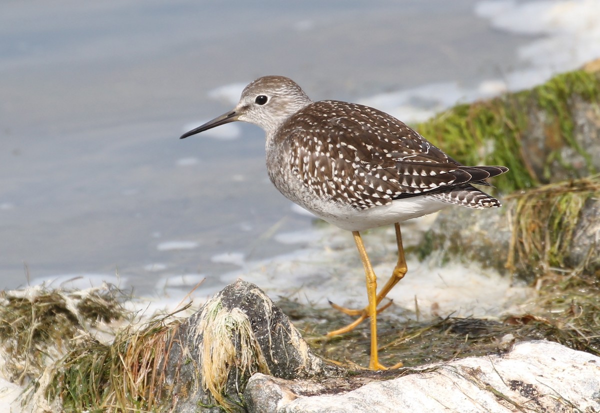 Lesser Yellowlegs - Hélène Crête