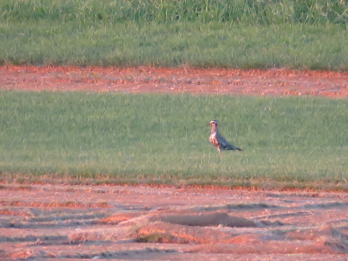 American Golden-Plover - ML113496551