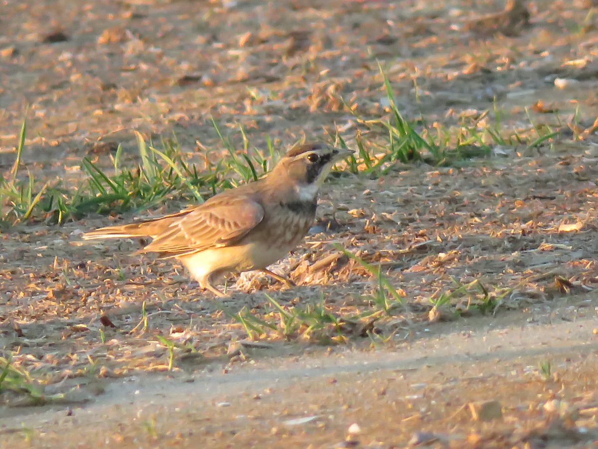 Эвэрт болжмор - ML113496741