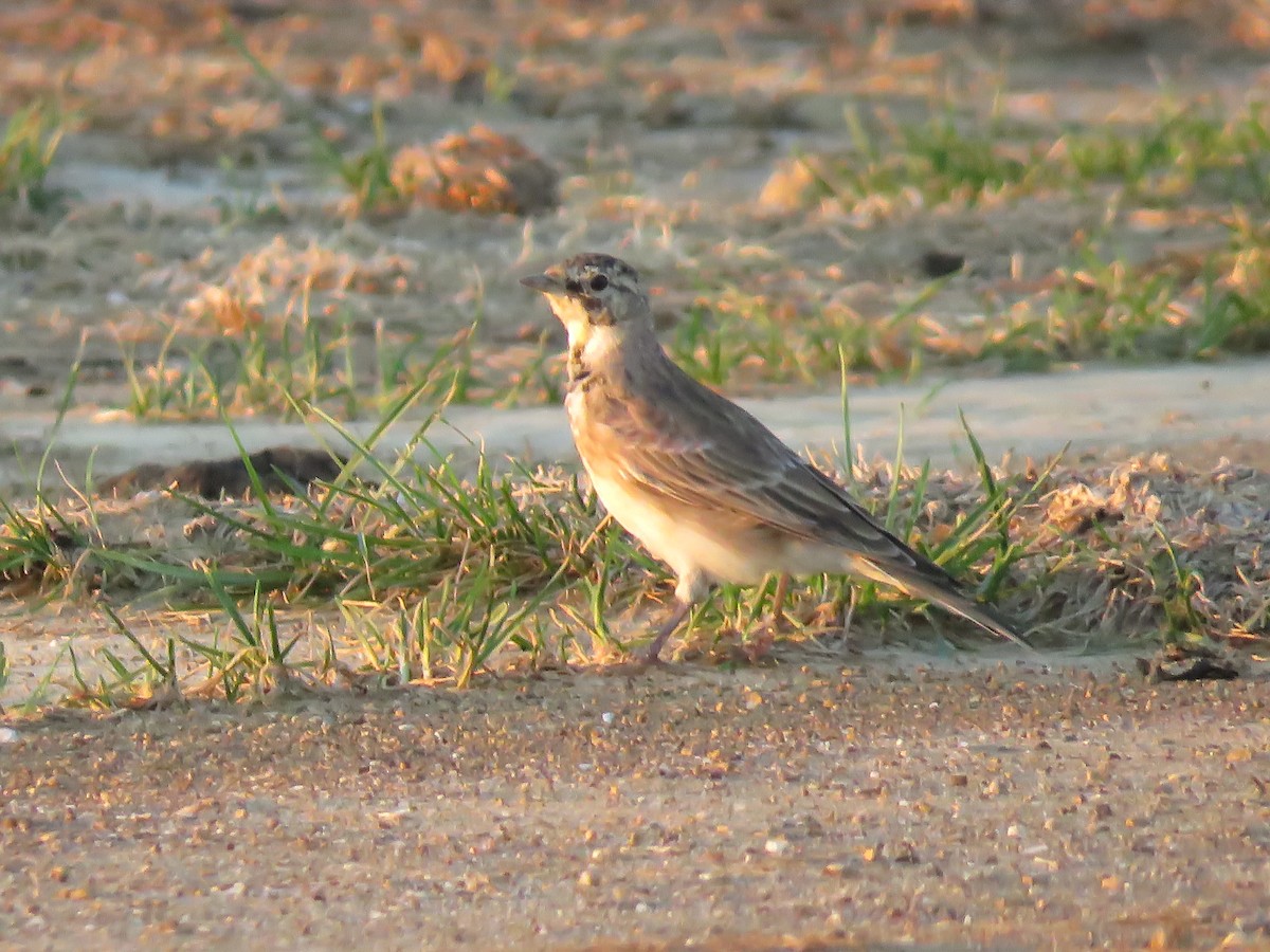 Эвэрт болжмор - ML113496901