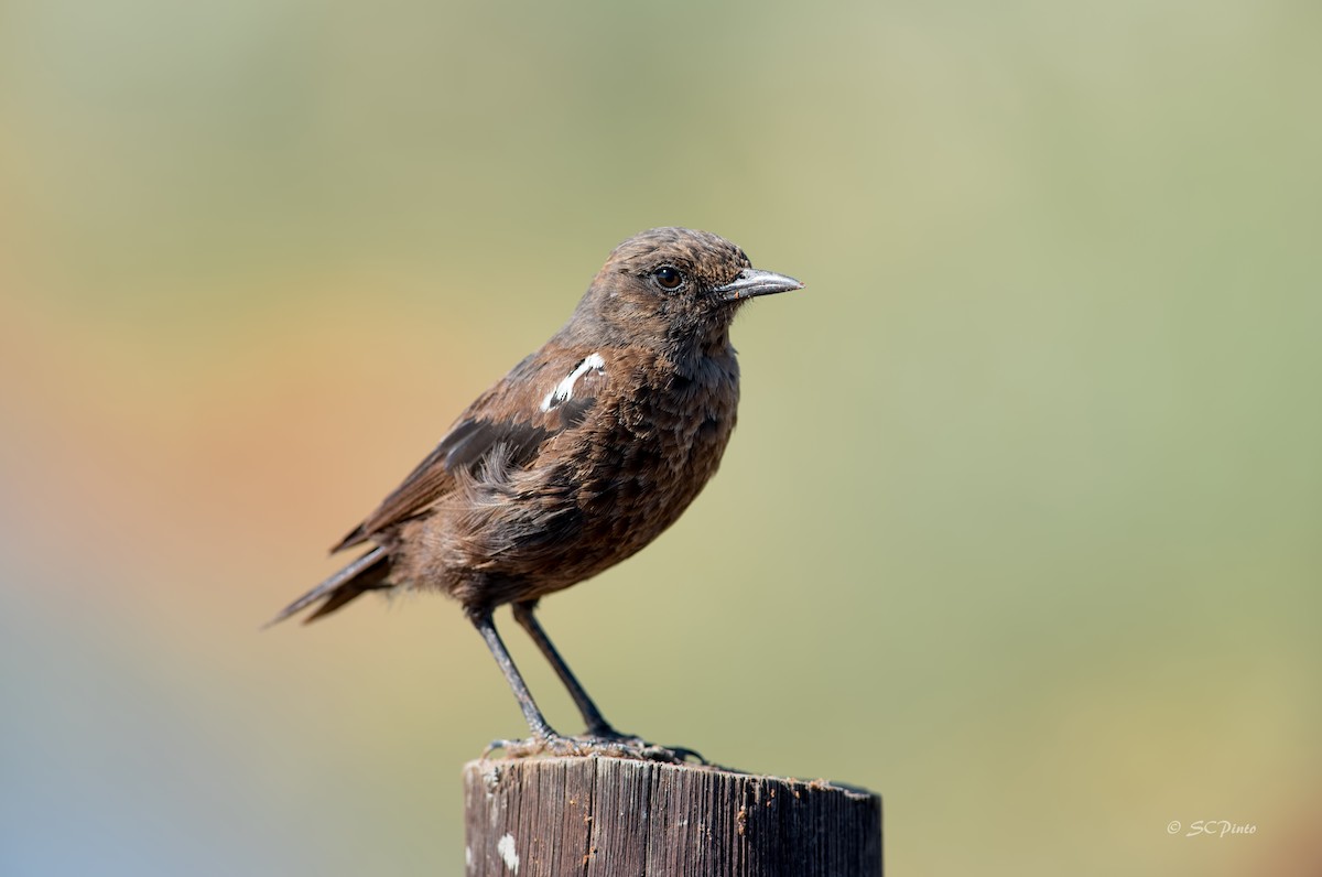 Southern Anteater-Chat - ML113497121