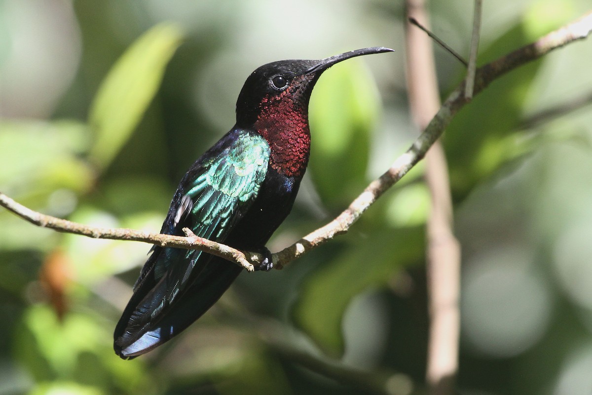 Purple-throated Carib - ML113497521