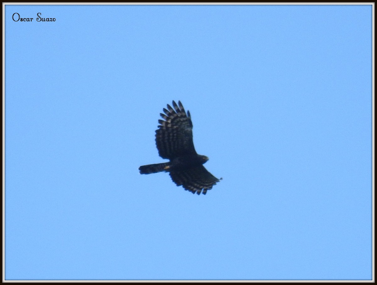 Black Hawk-Eagle - ML113499491