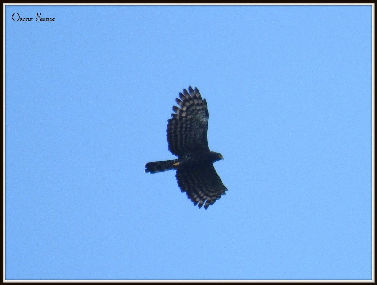 Black Hawk-Eagle - ML113499541