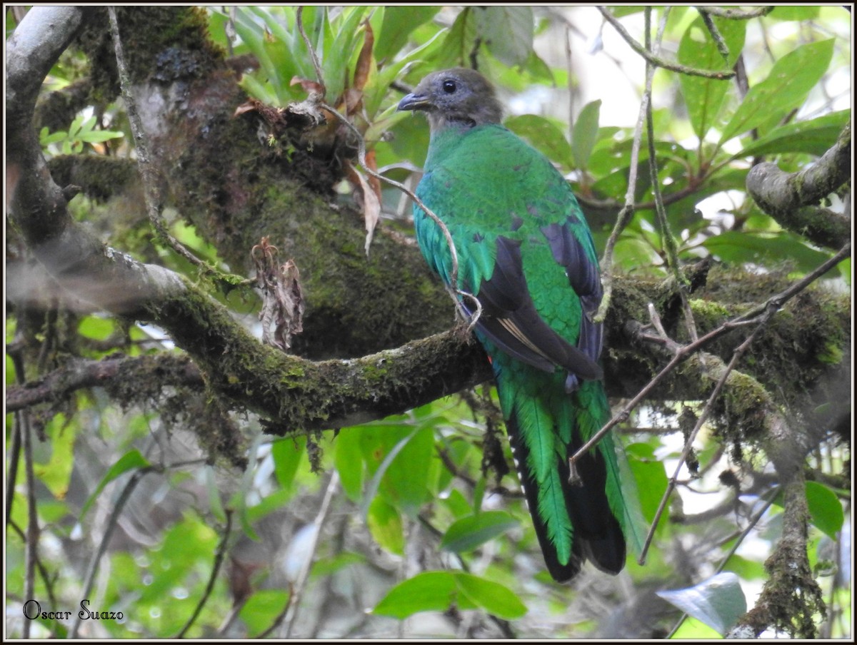 Resplendent Quetzal - Oscar Suazo Ortega