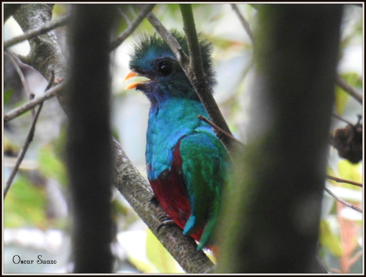 Resplendent Quetzal - Oscar Suazo Ortega