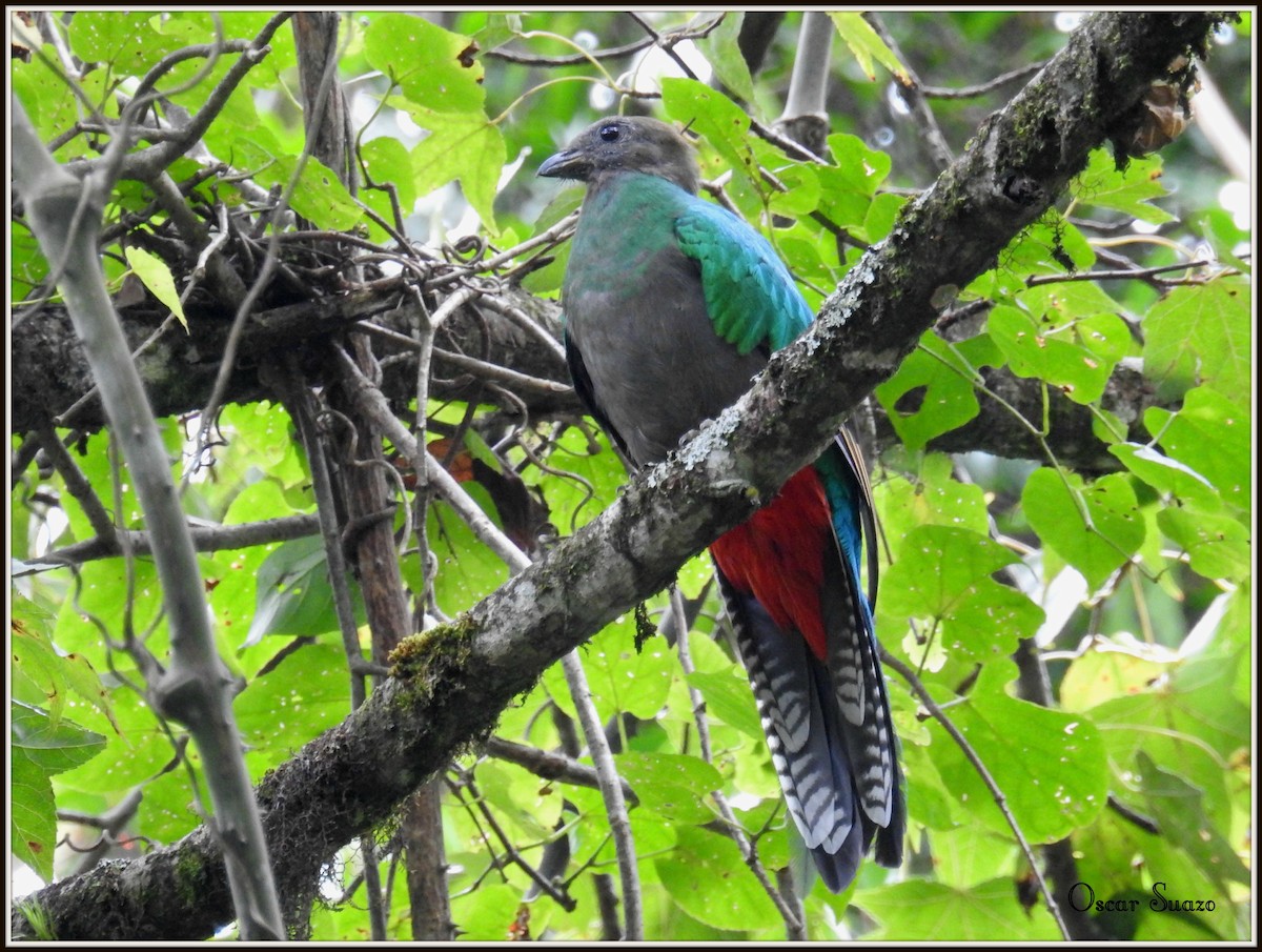 Resplendent Quetzal - ML113499921