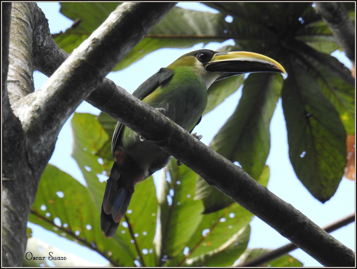 Northern Emerald-Toucanet - ML113499941