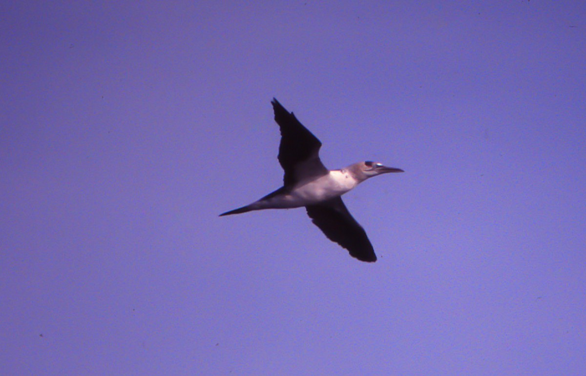 Northern Gannet - ML113500221