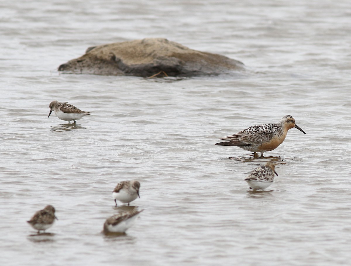 Red Knot - ML113501041