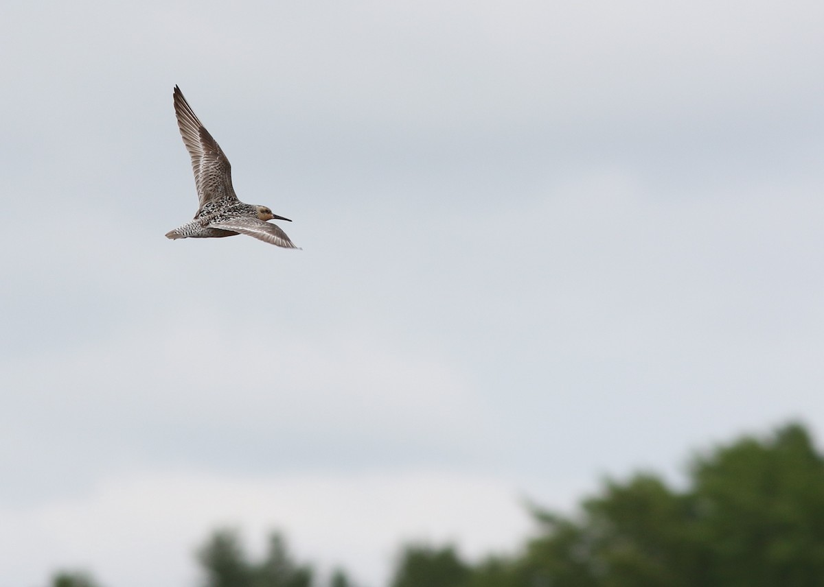 Red Knot - ML113501081