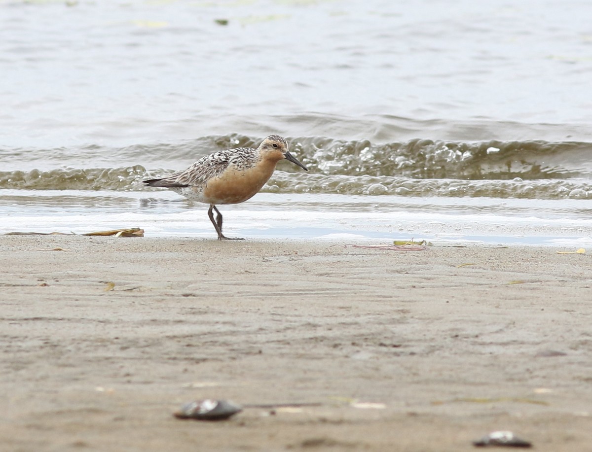 Red Knot - ML113501091