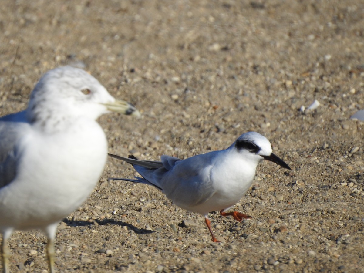 Forster's Tern - Bill Stanley