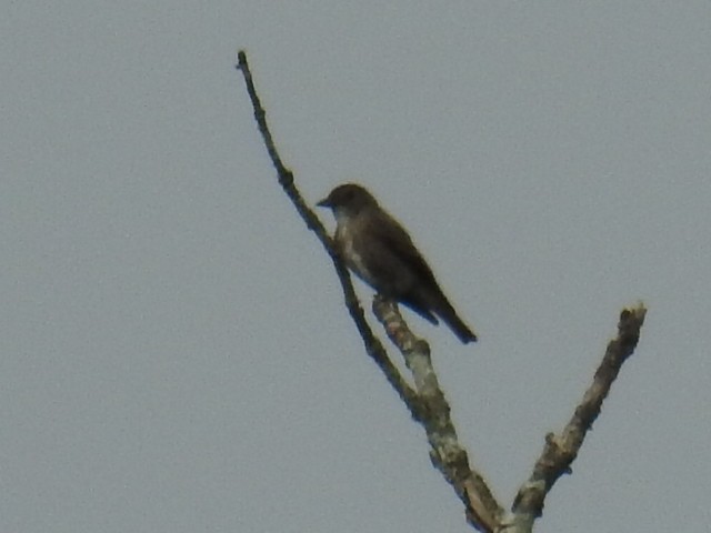 Olive-sided Flycatcher - ML113501601