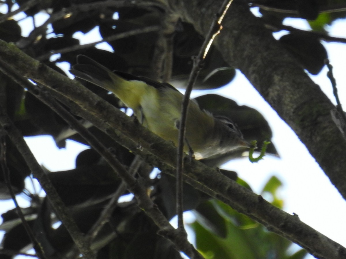 Brown-capped Vireo - ML113501641