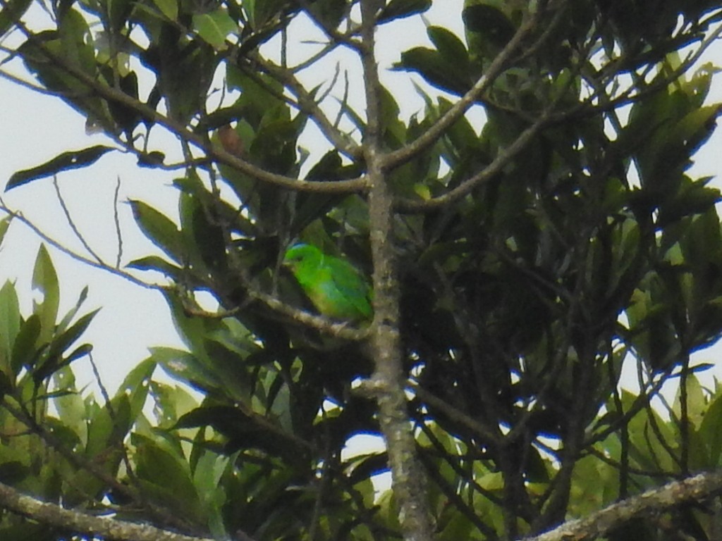 Blue-crowned Chlorophonia - ML113501721