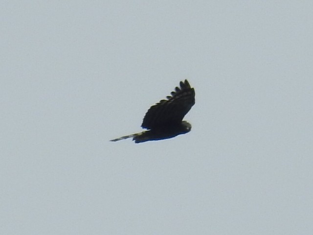 Black Hawk-Eagle - ML113501781