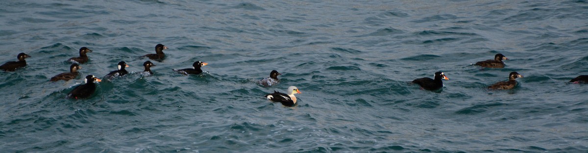 King Eider - ML113501811