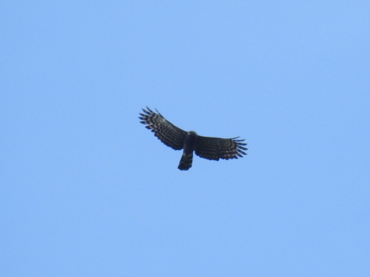 Black Hawk-Eagle - ML113501851