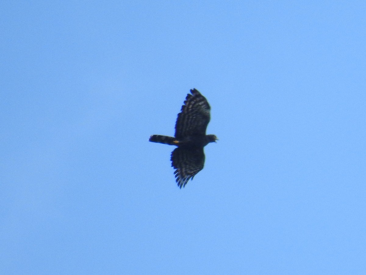 Black Hawk-Eagle - ML113501871