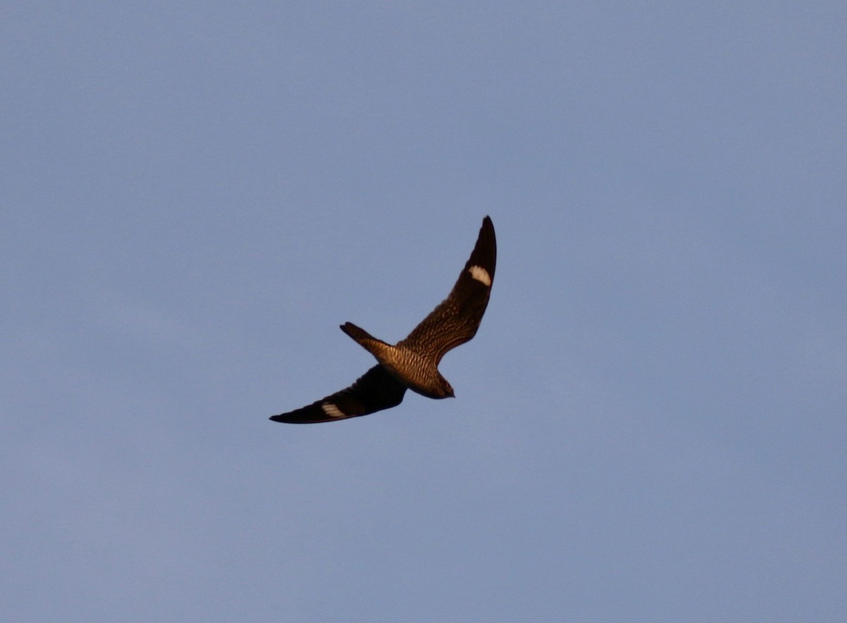 Common Nighthawk - Jim Sparrell