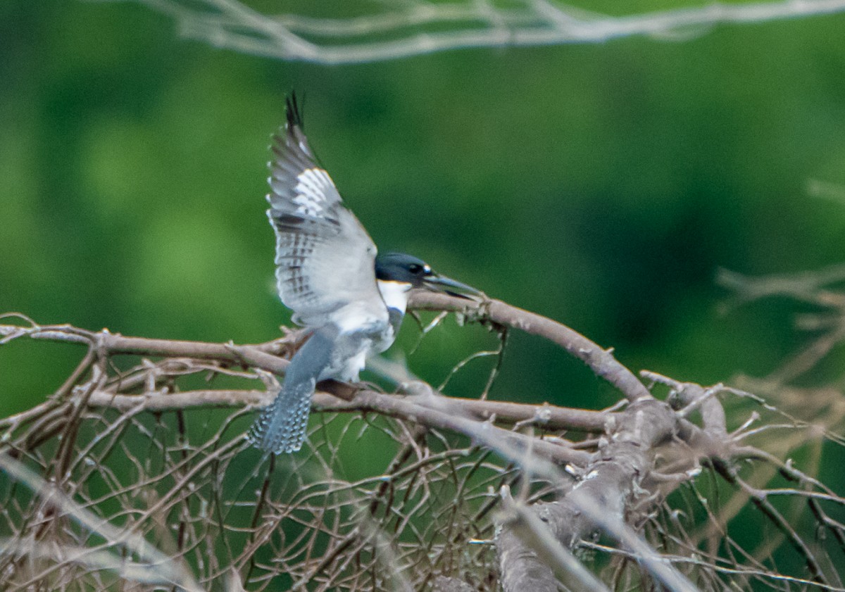 Belted Kingfisher - ML113504071