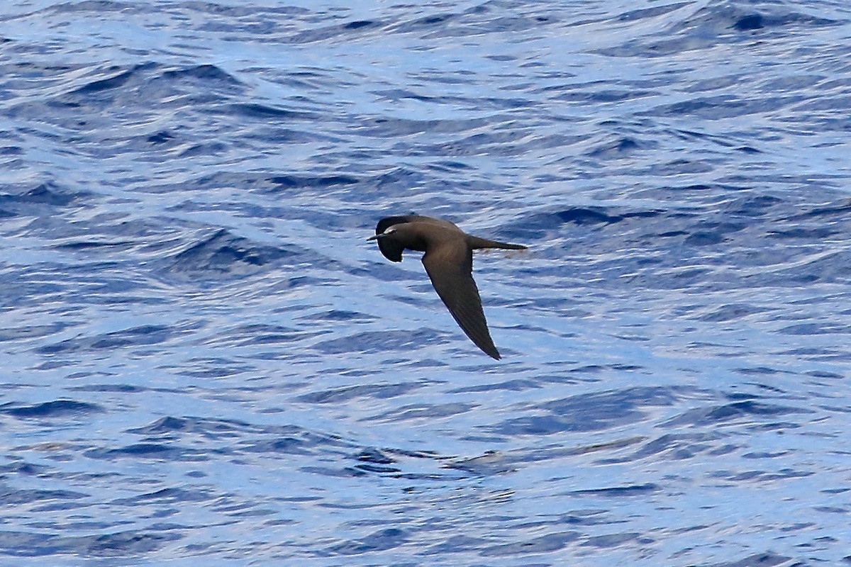 Brown Noddy - Arman Moreno