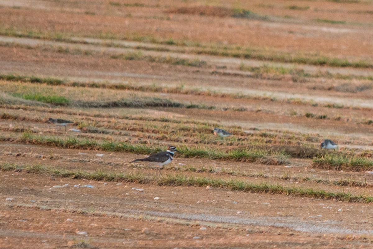 Baird's Sandpiper - Josh  Houck