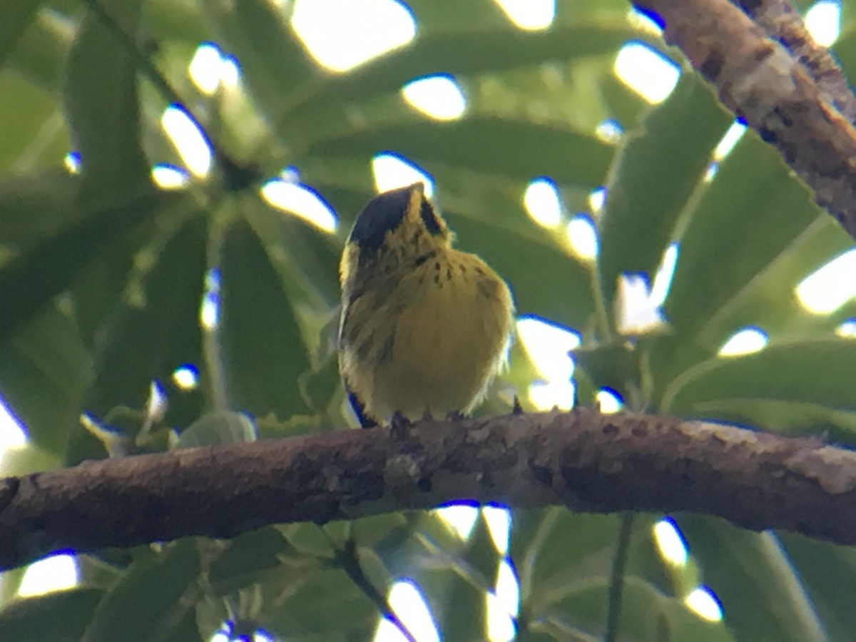 Yellow-browed Tody-Flycatcher - ML113511091